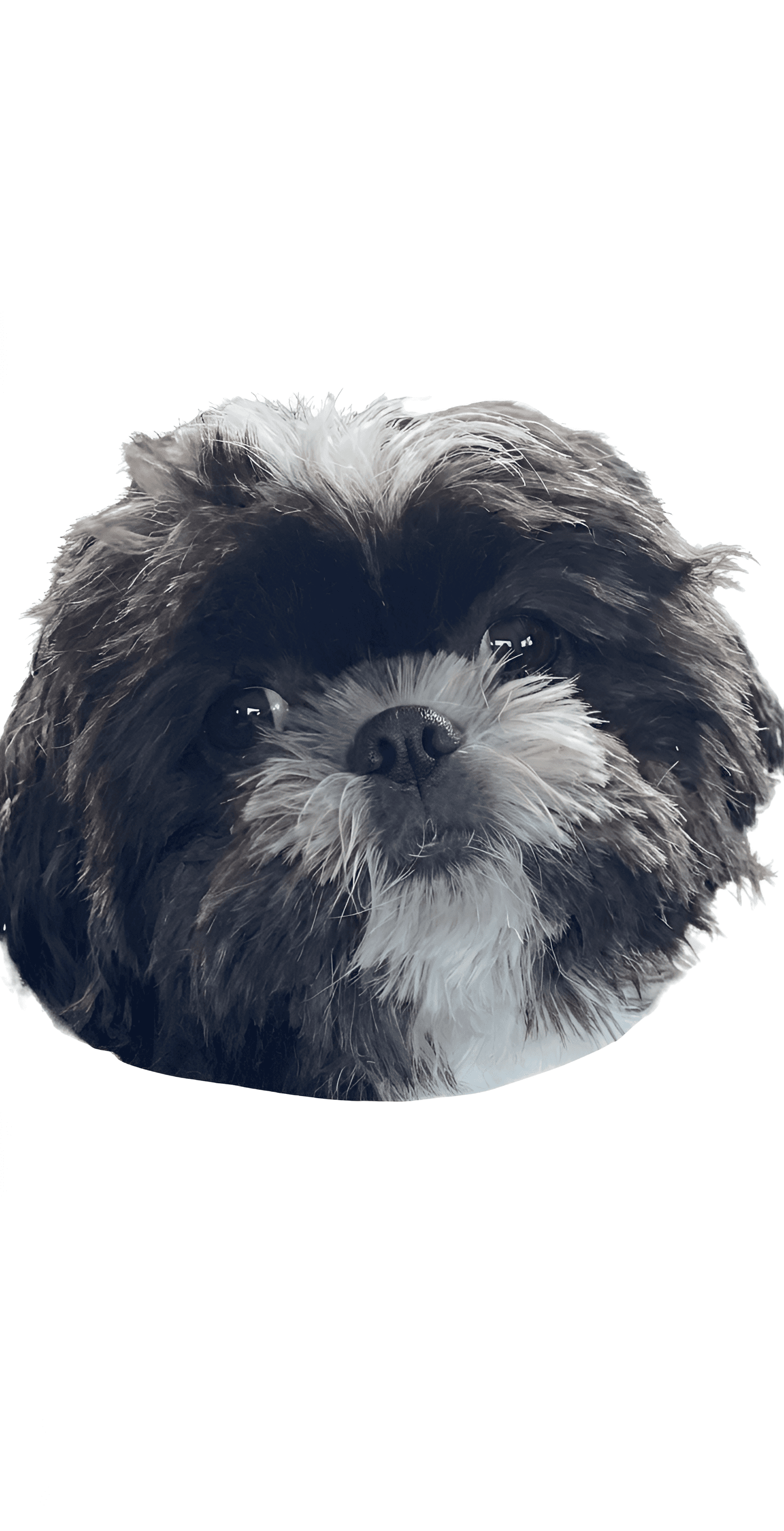 AI Enhanced Shih Tzu Photo | Sharper Dog Images