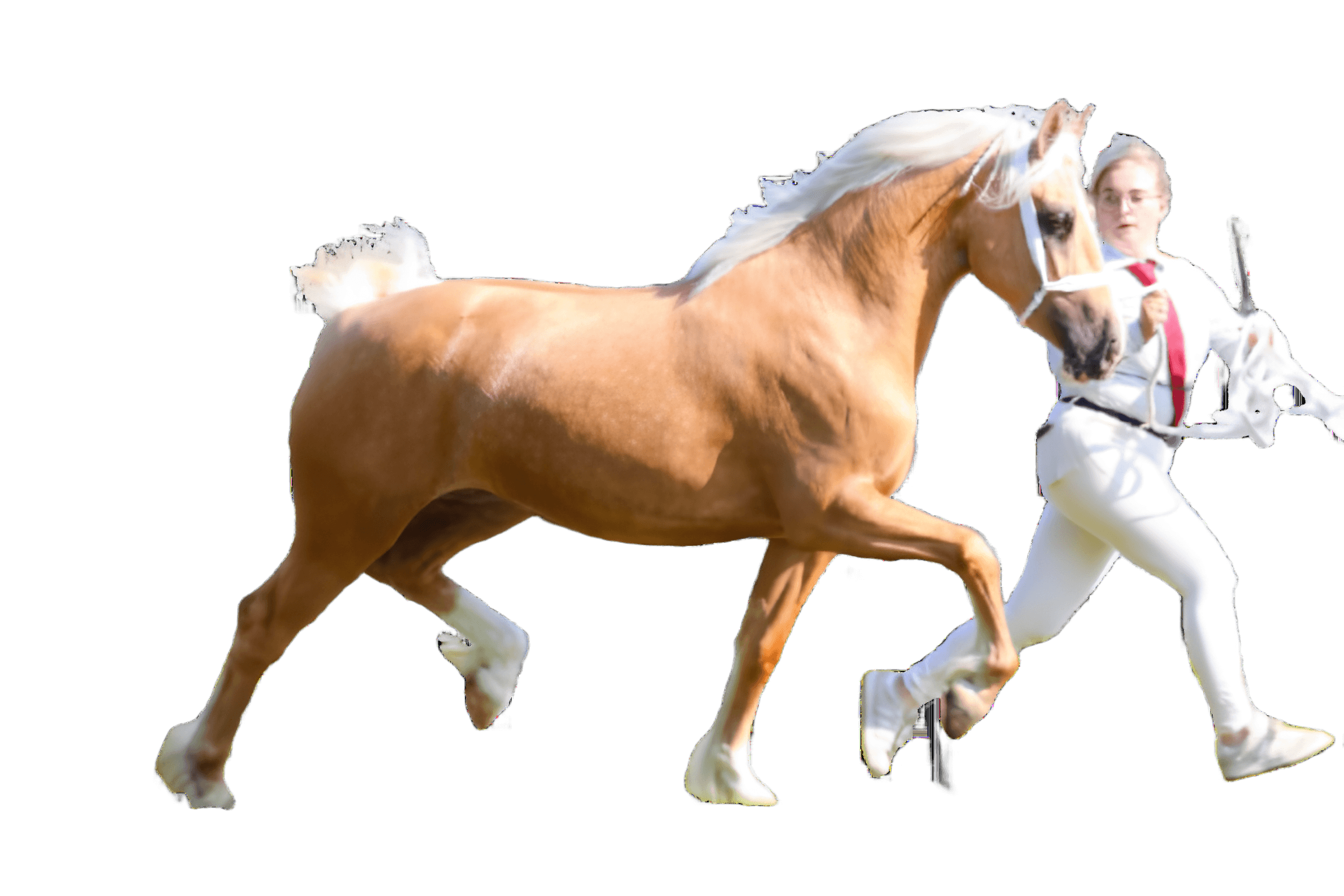 AI Background Removal: Palomino Horse & Handler in Motion