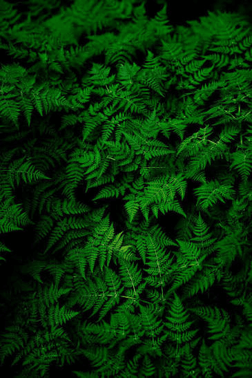 Before — original input