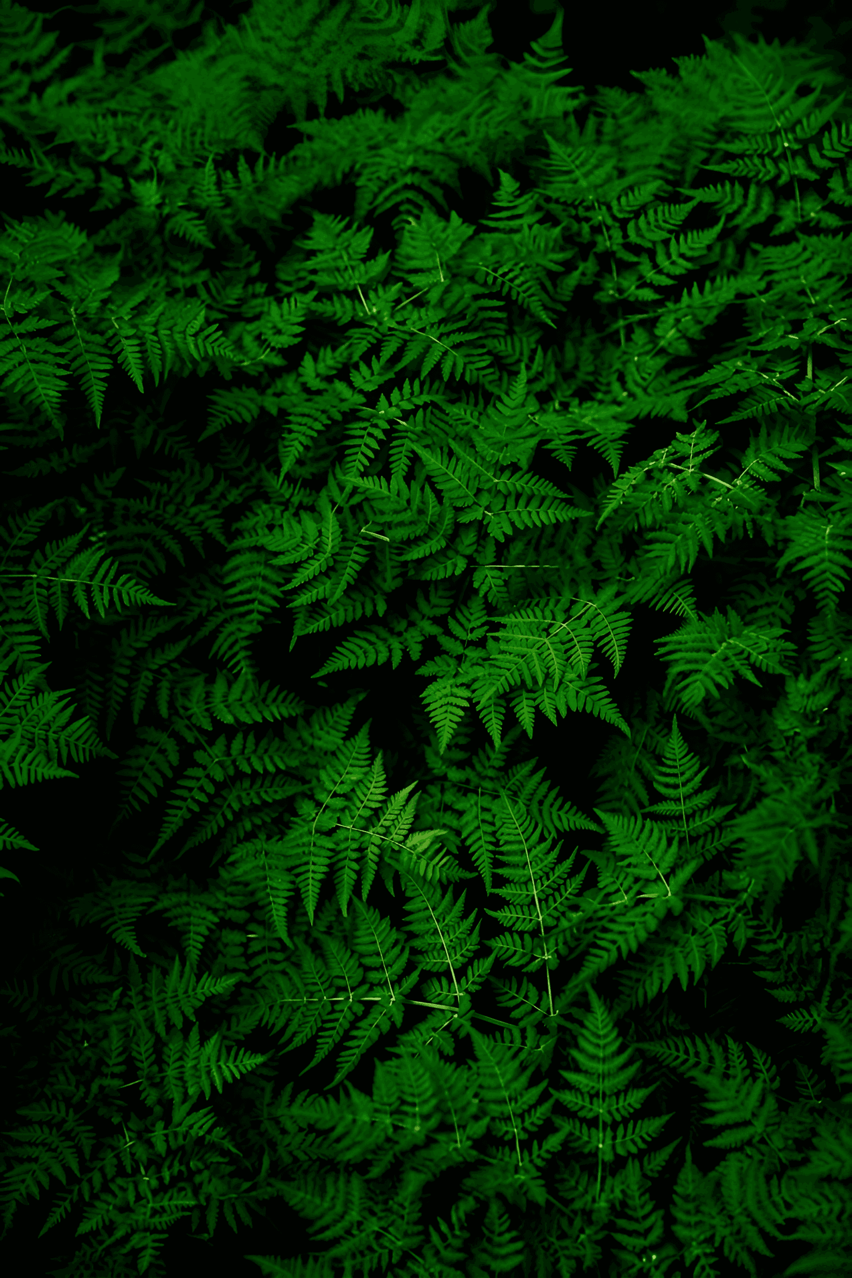 Enhance Fern Leaves: Sharpen Nature Photos with AI