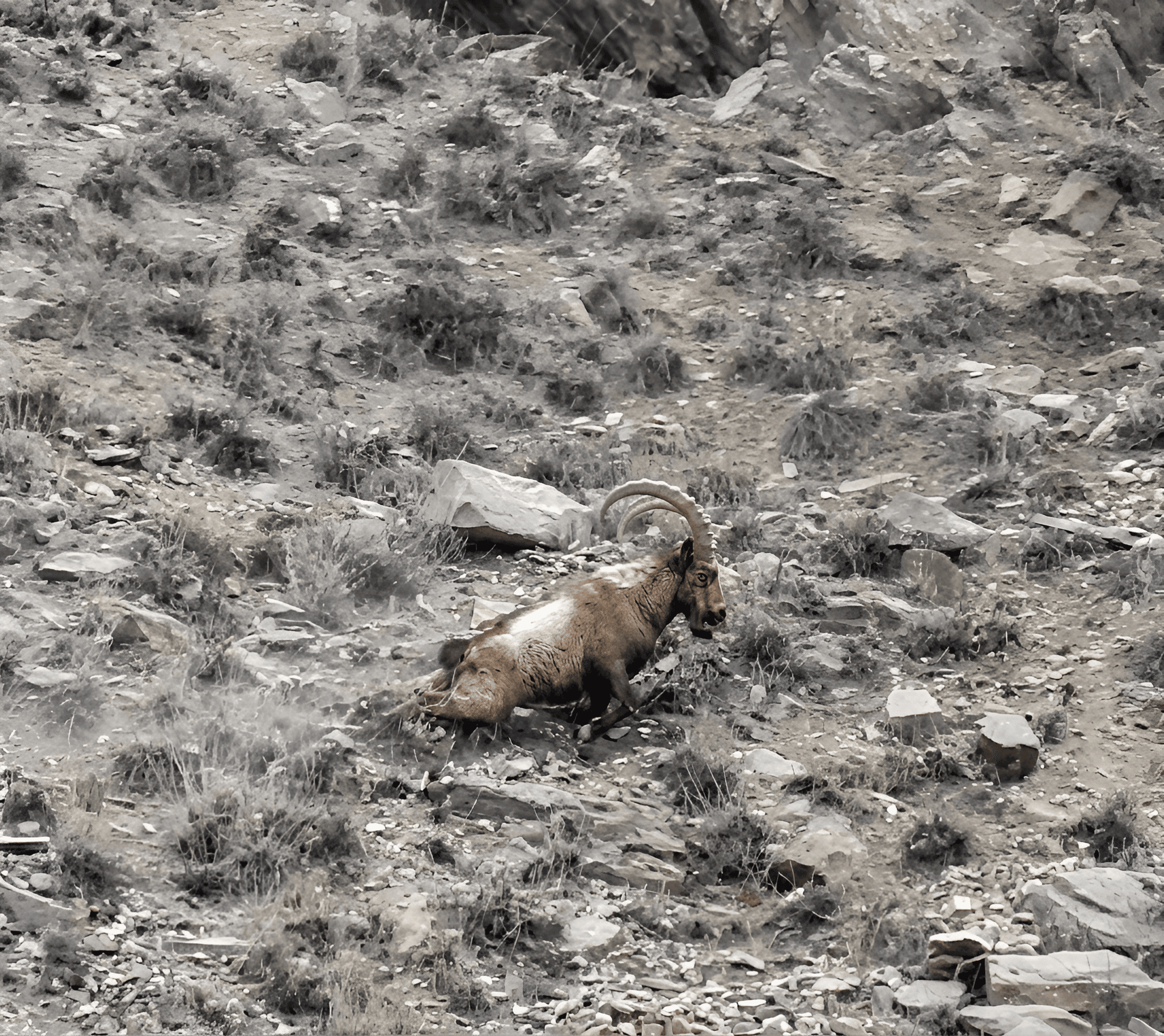 Unveiling Hidden Detail: Ibex Photo Enhanced by AI
