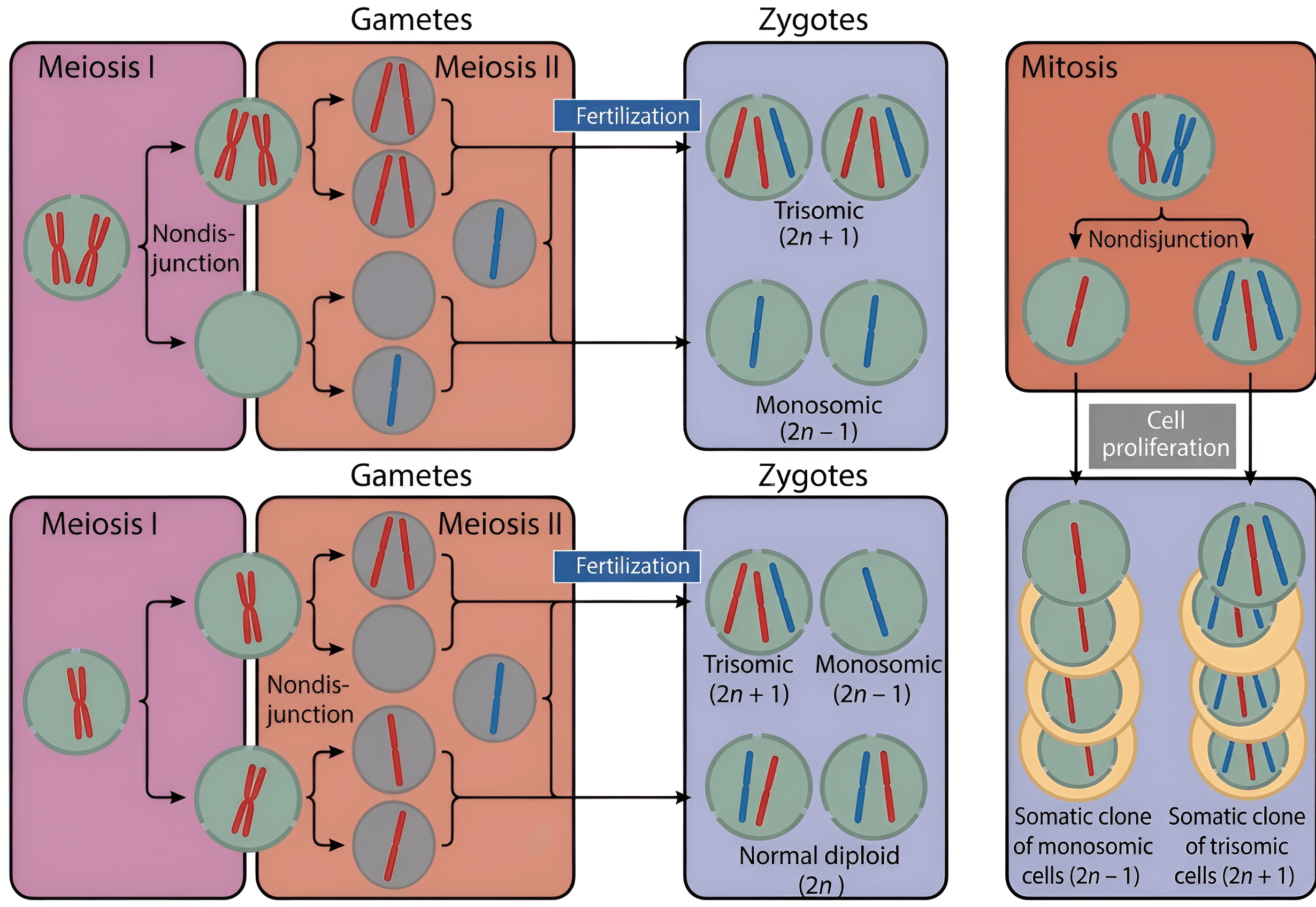 Bring Your Scientific Diagrams to Life with Unmatched Clarity