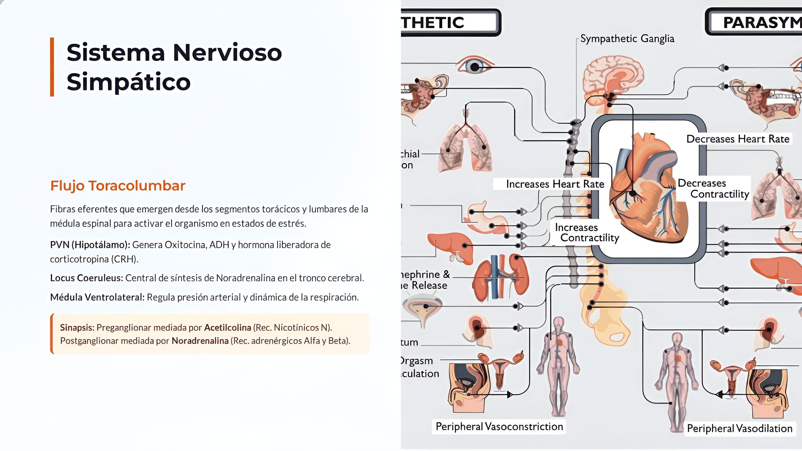 Unlock Unprecedented Clarity for Scientific Diagrams