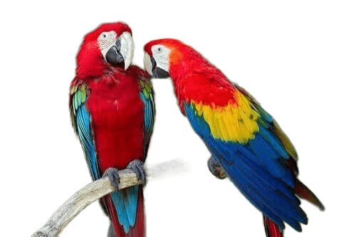 Flawless Background Removal for Two Macaws - BgRemovit AI