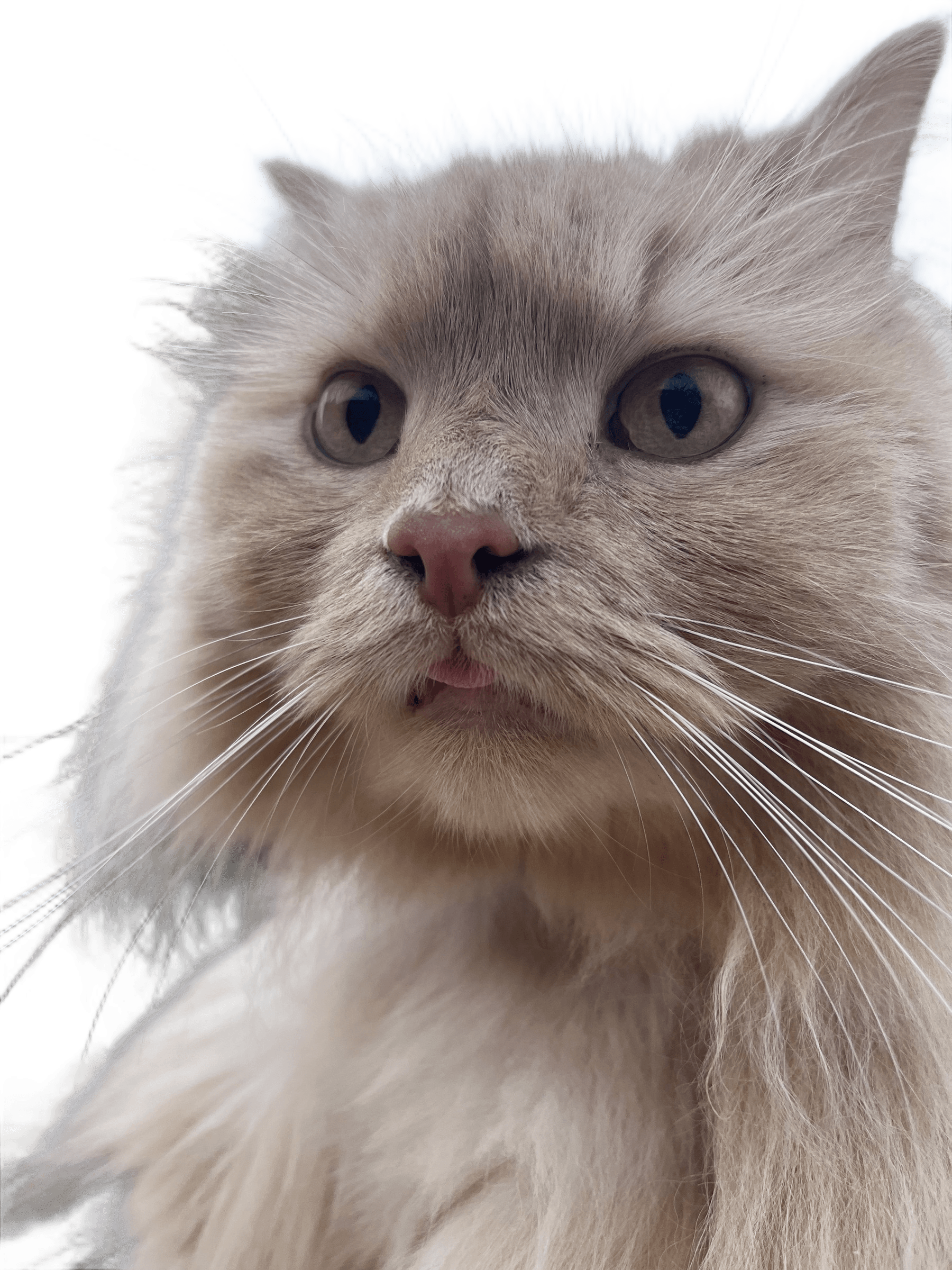 Remove Background from Fluffy Cat Photo | BgRemovit AI