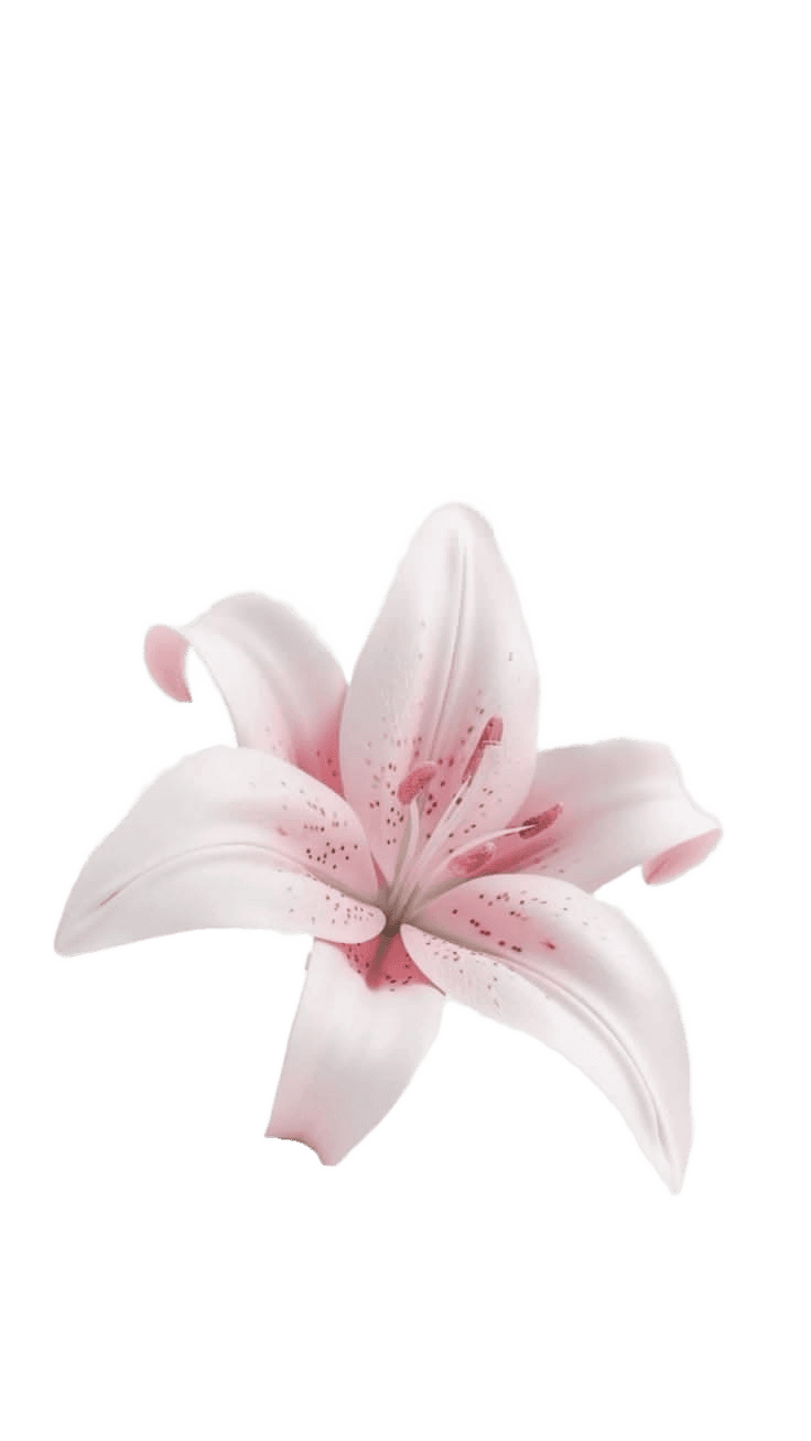 Remove Background from Pink Lily Image | BgRemovit AI Tool