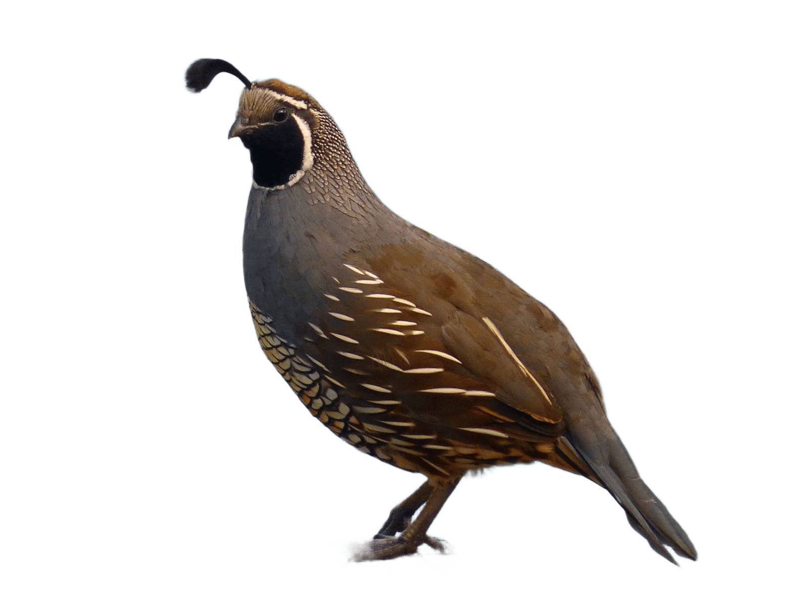 Flawless Background Removal for Delicate Wildlife Images