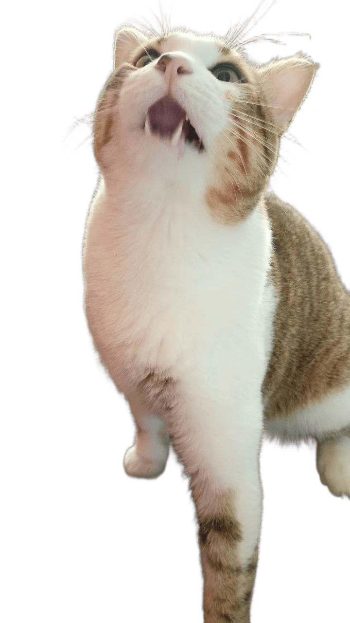 Remove Background from Cat Photo | AI BgRemovit