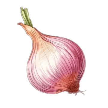 Remove Background from Illustrated Onion Image - BgRemovit