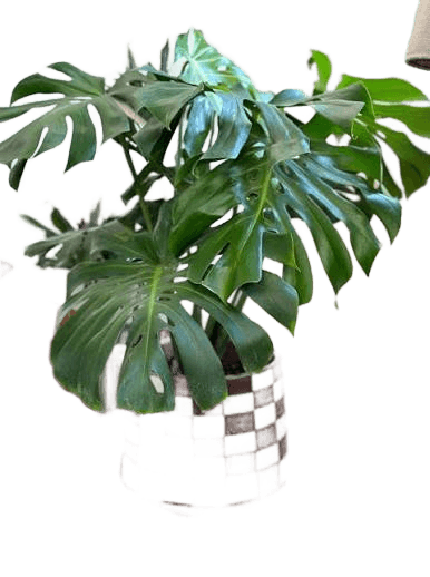 Remove Background from Monstera Plant with Checkered Pot | BgRemovit