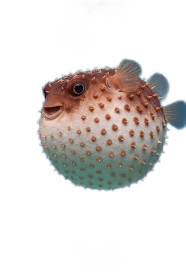 Pufferfish Background Removal AI | Transparent PNG