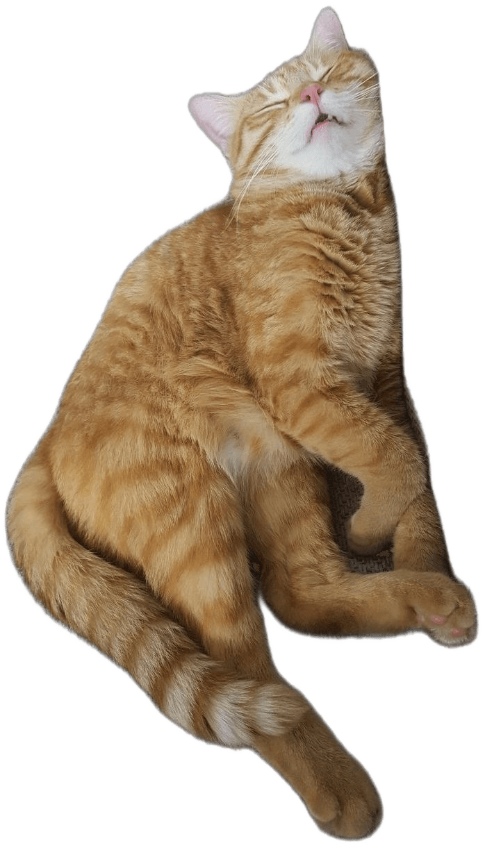 Remove Background from Sleeping Orange Cat Photo | BgRemovit AI