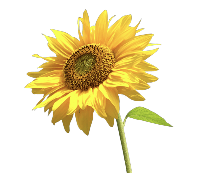AI Removes Background from Sunflower Image with Black BG