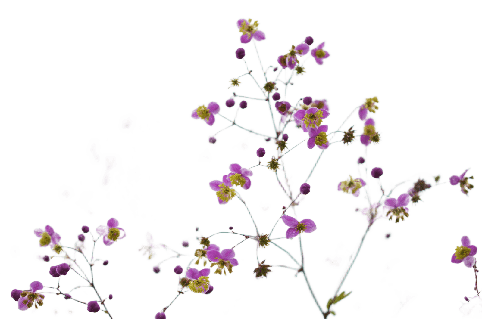 After — AI processed result