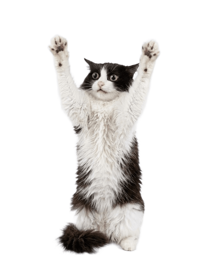 Remove Background from Fluffy Cat Image | BgRemovit AI
