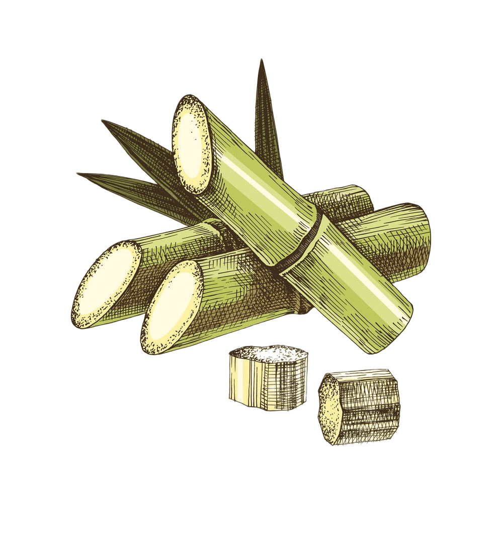 Remove Background from Hand-Drawn Sugarcane Illustration