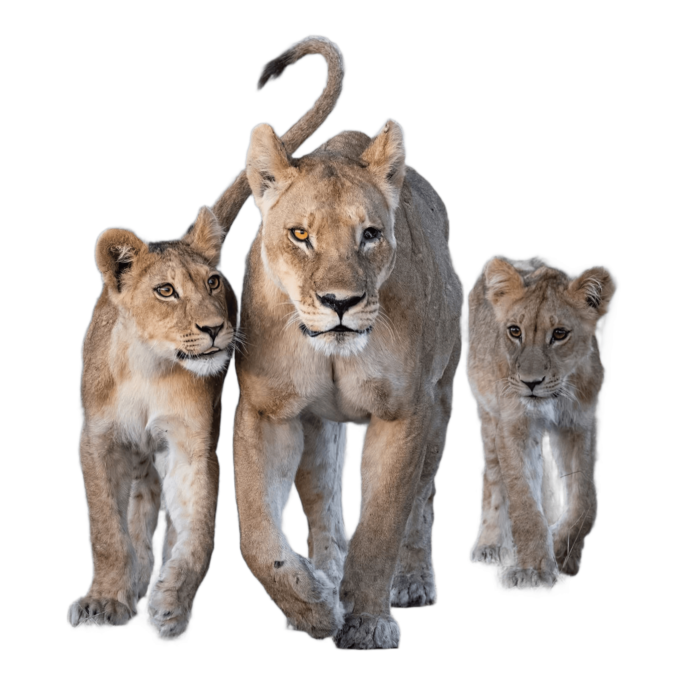 Remove Background from Lion Pride Wildlife Photo | BgRemovit AI