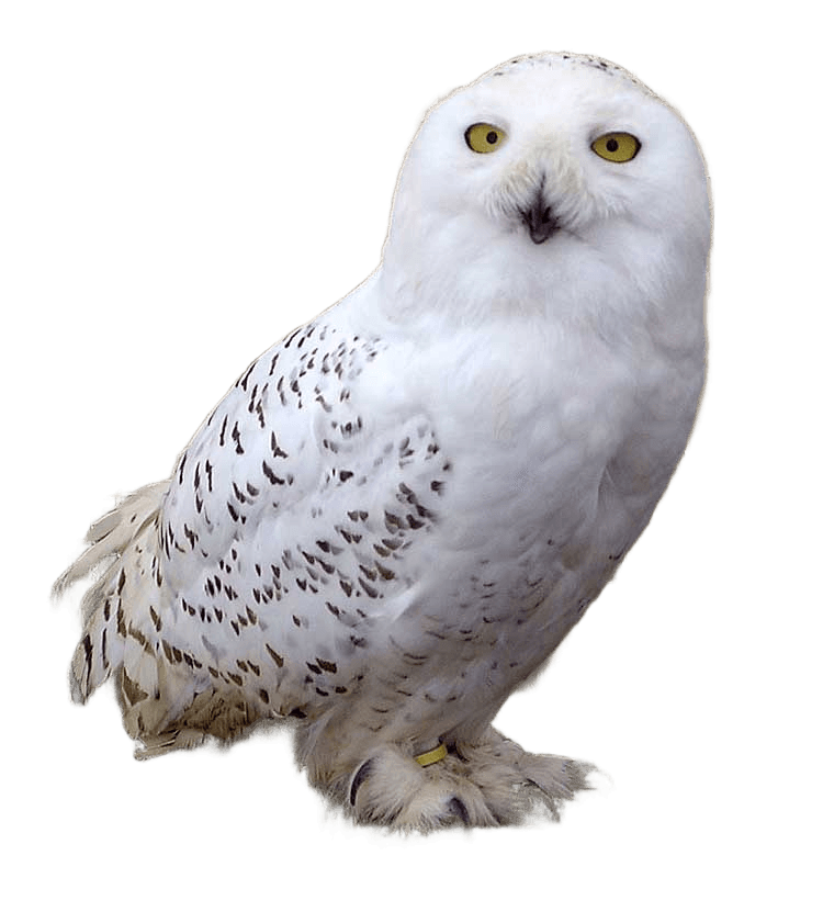 Perfectly Isolate Your Subject: Snowy Owl Background Removal