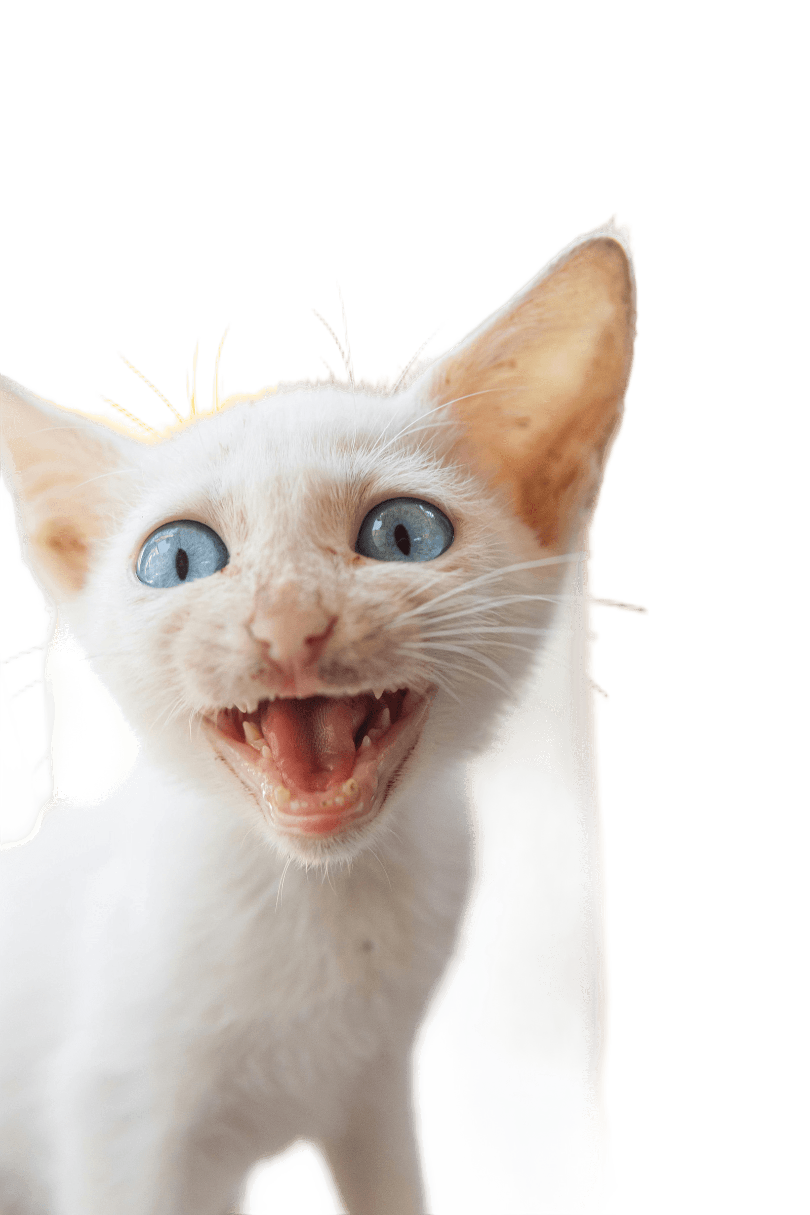 Remove Background from White Kitten Photo | BgRemovit AI