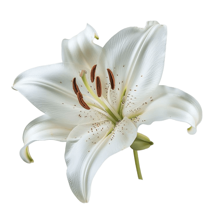 Flawless Background Removal: White Lily Flower | BgRemovit