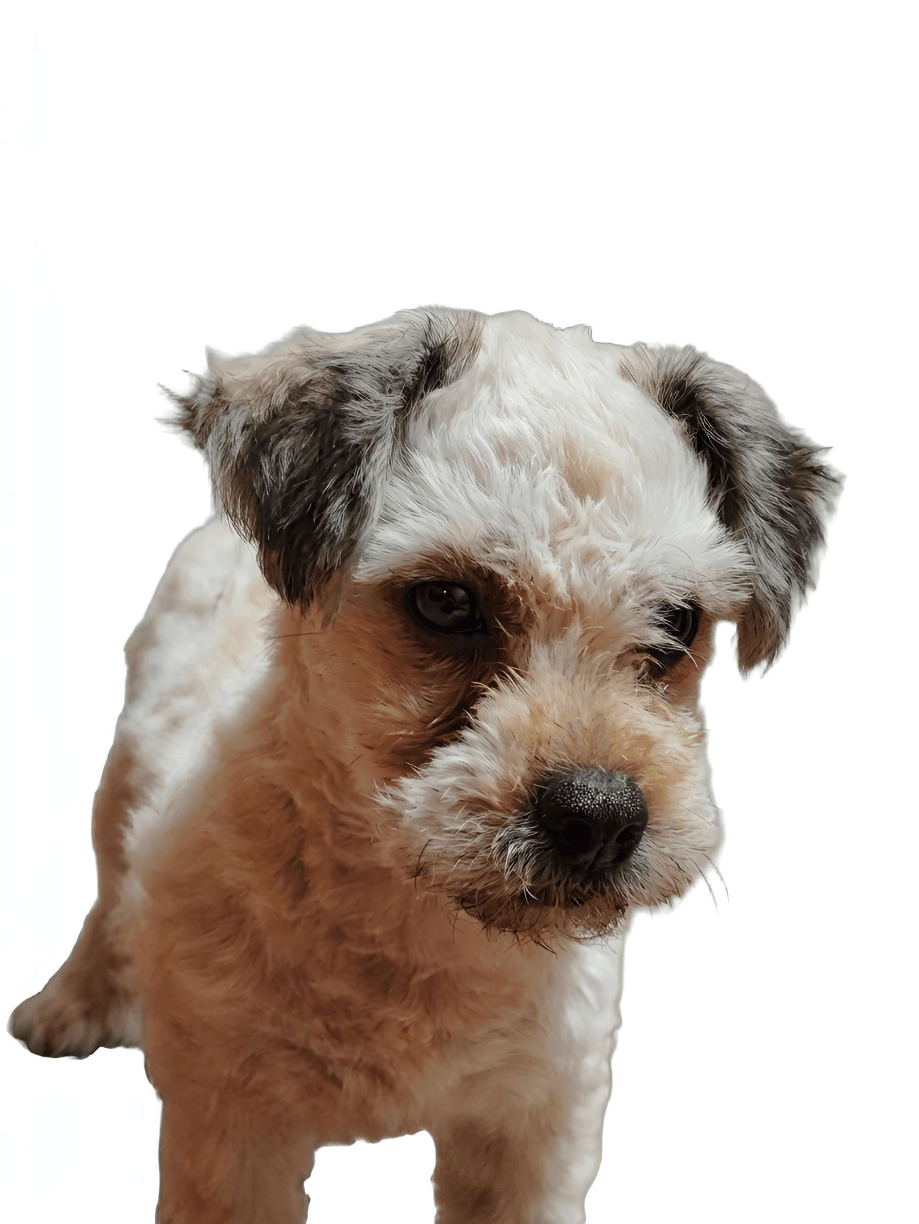 Transform Blurry Pet Photos into Crystal-Clear Memories