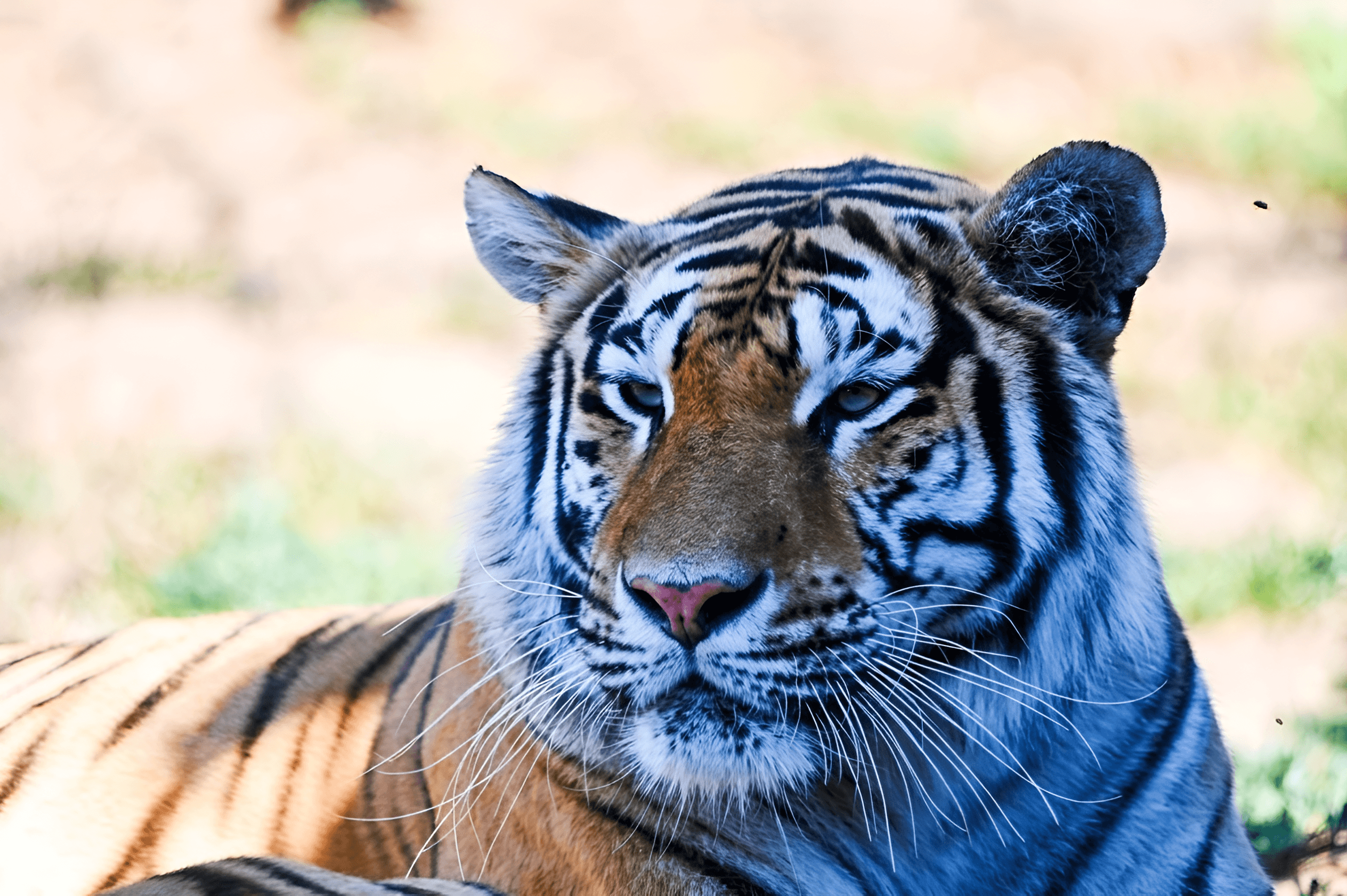 Unleash the Detail: AI Image Enhancement for Wildlife Photos