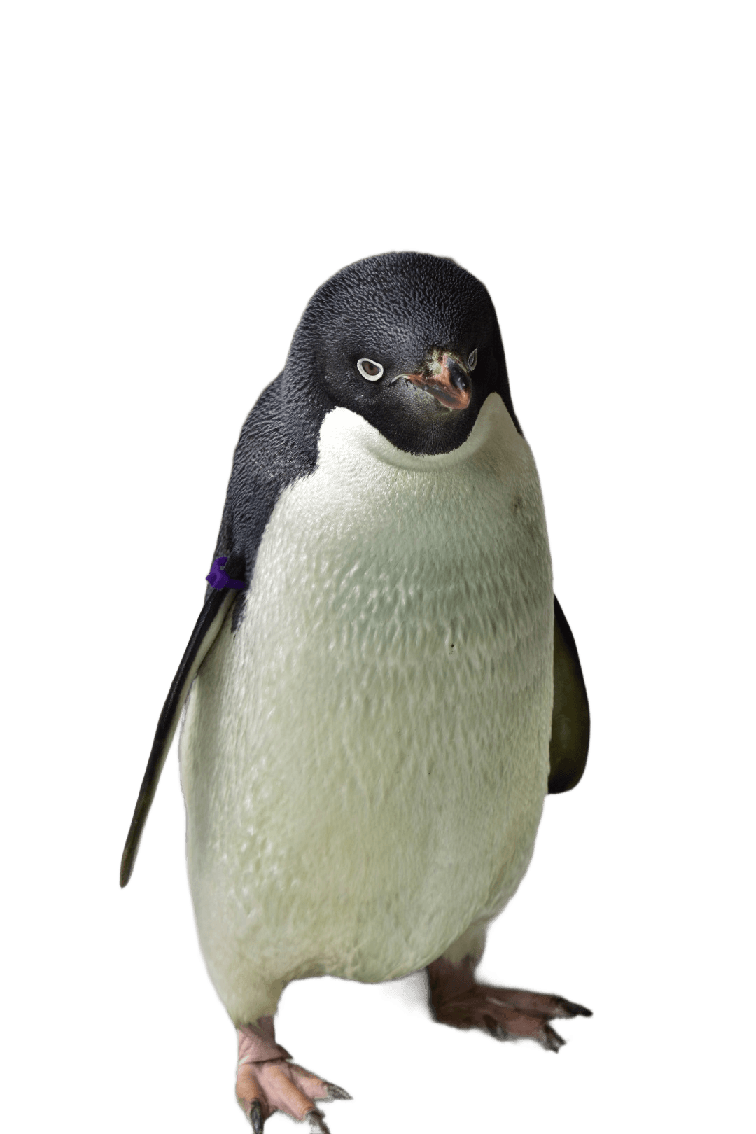 Transparent Adelie Penguin Image - AI Background Removal | BgRemovit