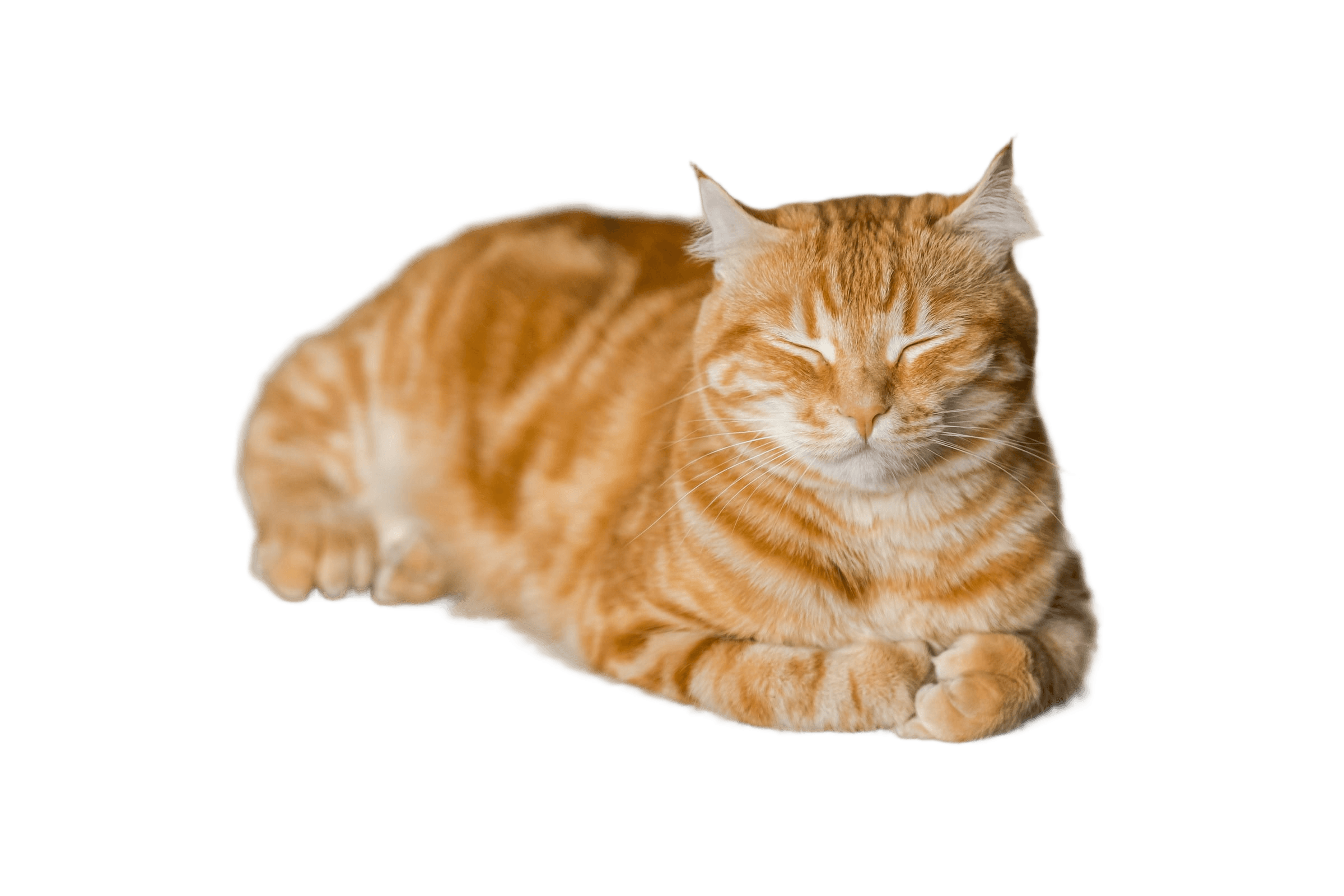 After — AI processed result
