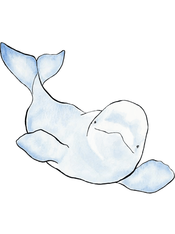 Beluga Whale Illustration with Transparent Background PNG