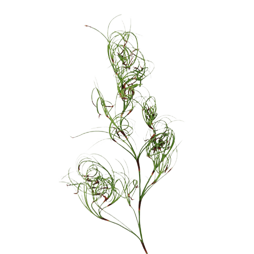 Precision Background Removal for Intricate Botanicals