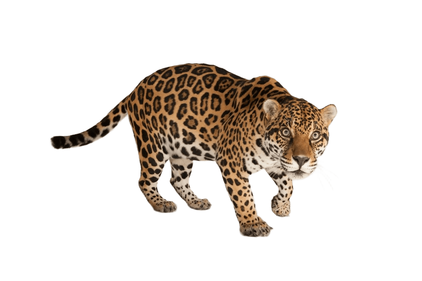 After — AI processed result