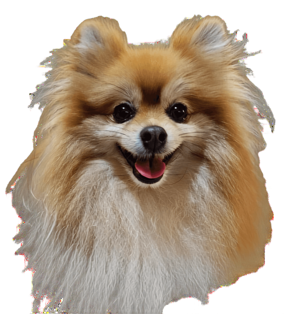 Remove Background from Fluffy Pomeranian Dog Image | BgRemovit