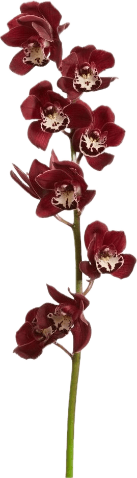 Perfect Background Removal: Red Orchid Stem