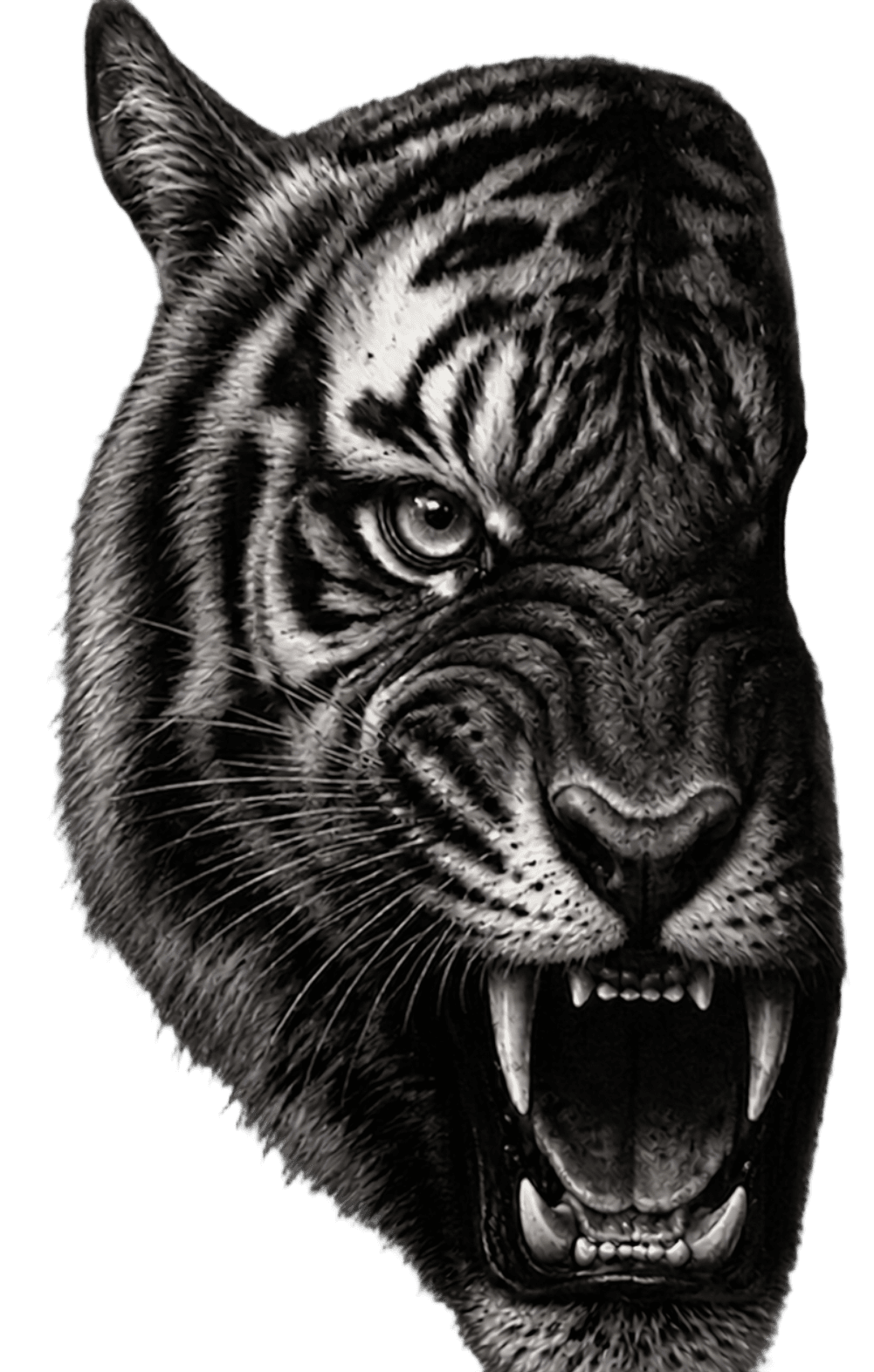 Flawless Tiger Head Illustration Background Removal | BgRemovit