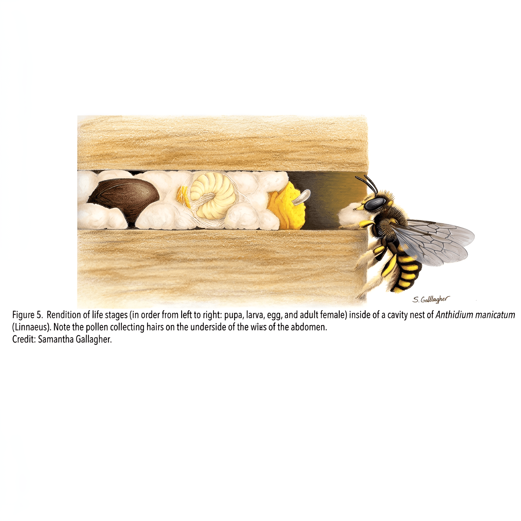 Upscale Scientific Bee Diagram & Text | BgRemovit Image Enhancer