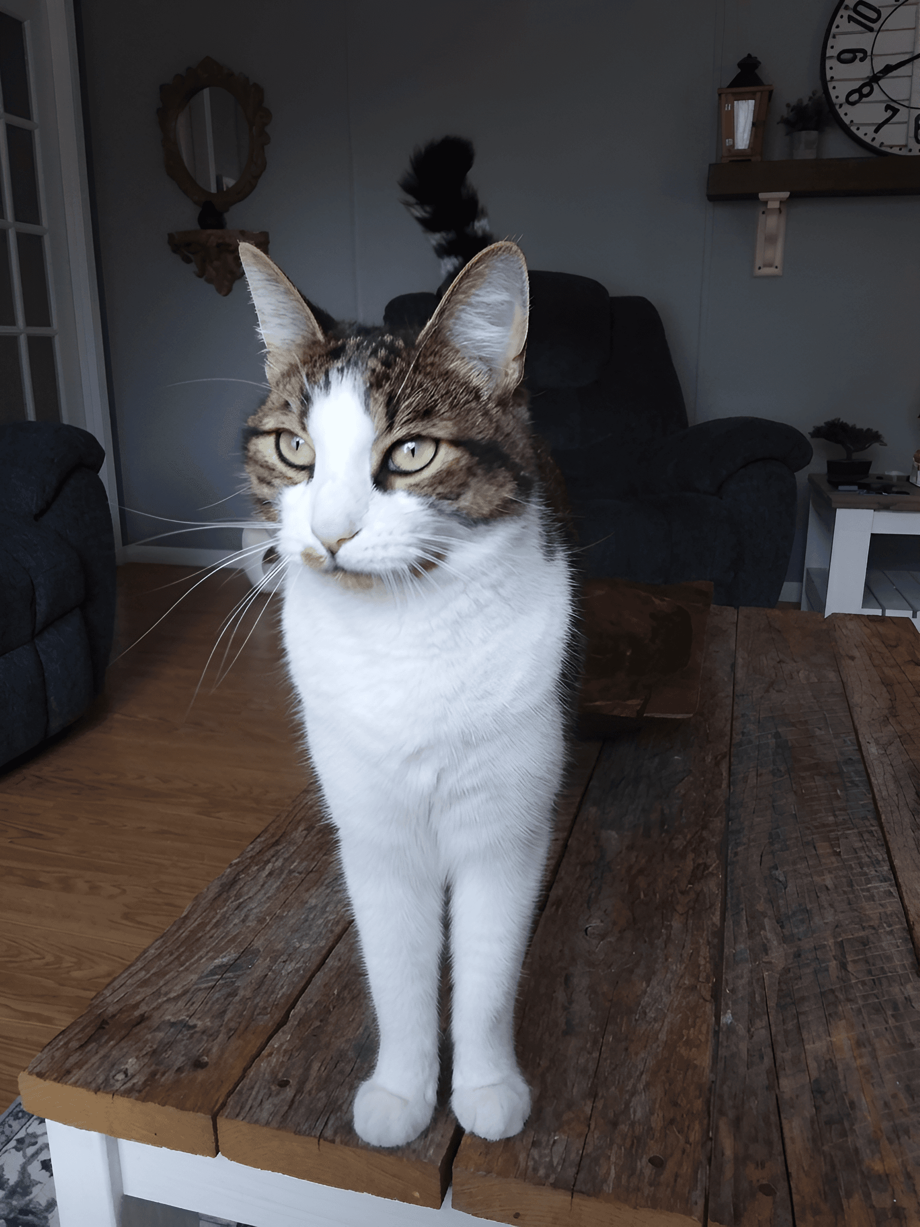 Transform Your Pet Photos with AI: Uncover Hidden Detail
