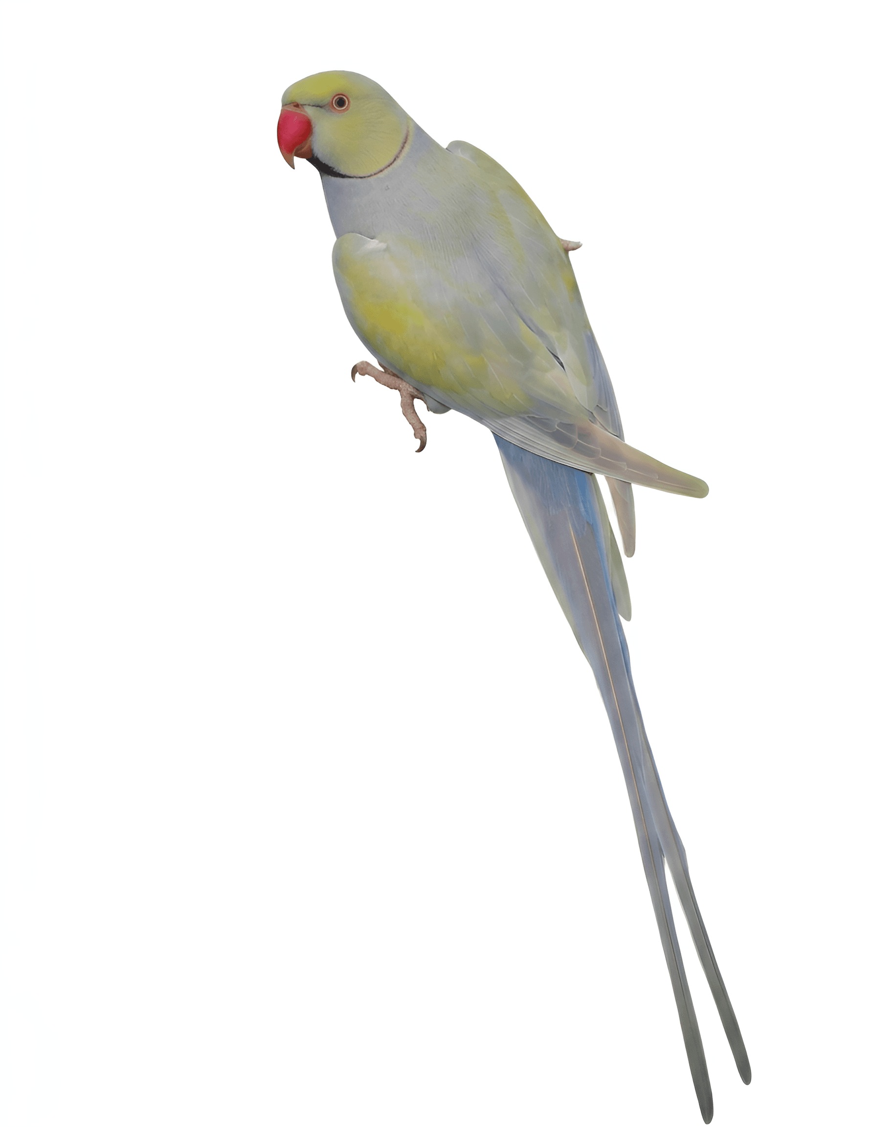 AI Image Upscaler: Enhance Parrot Photo Detail & Clarity