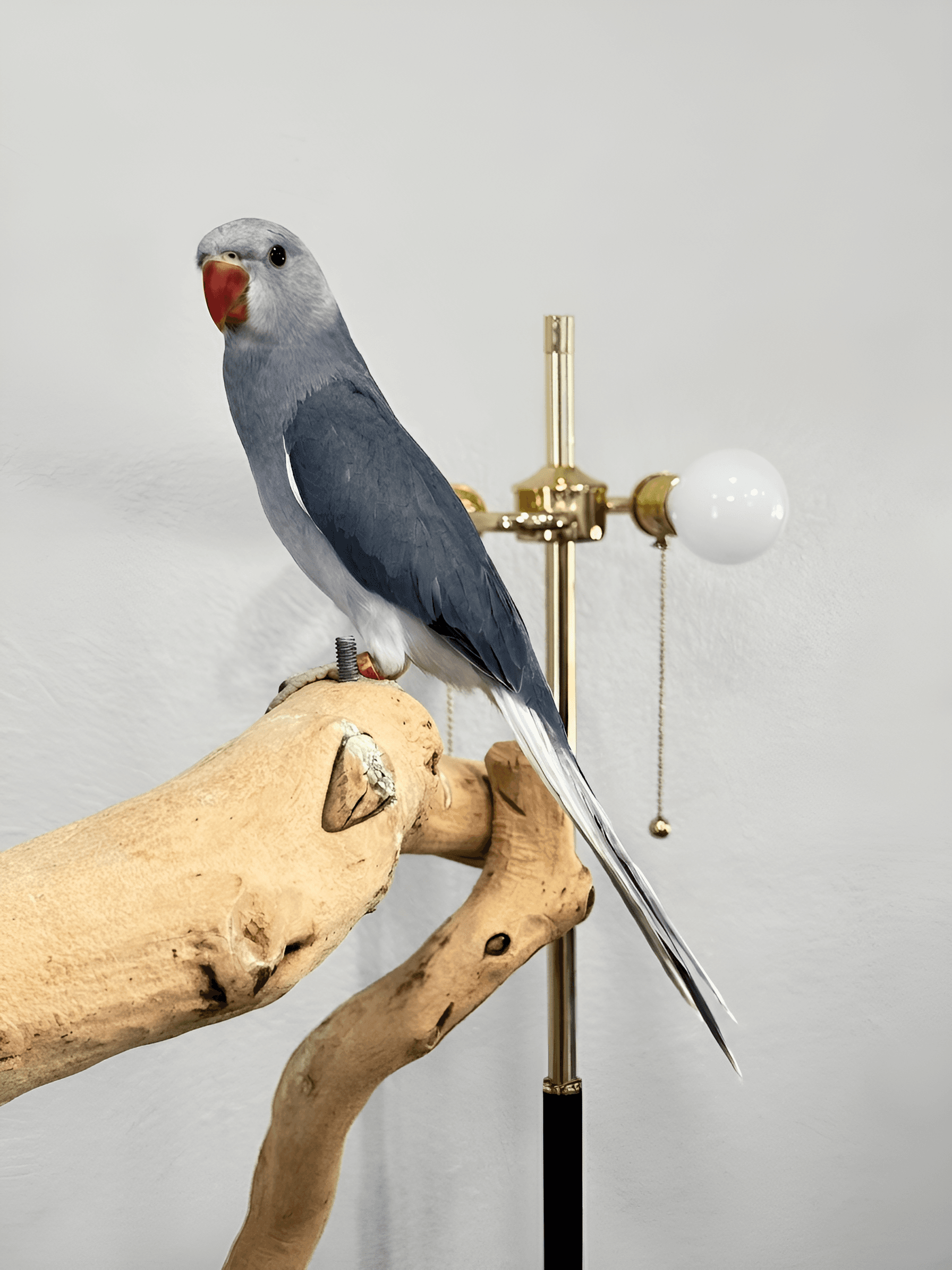 Enhance Parrot Photo Detail | AI Image Upscaler for Birds