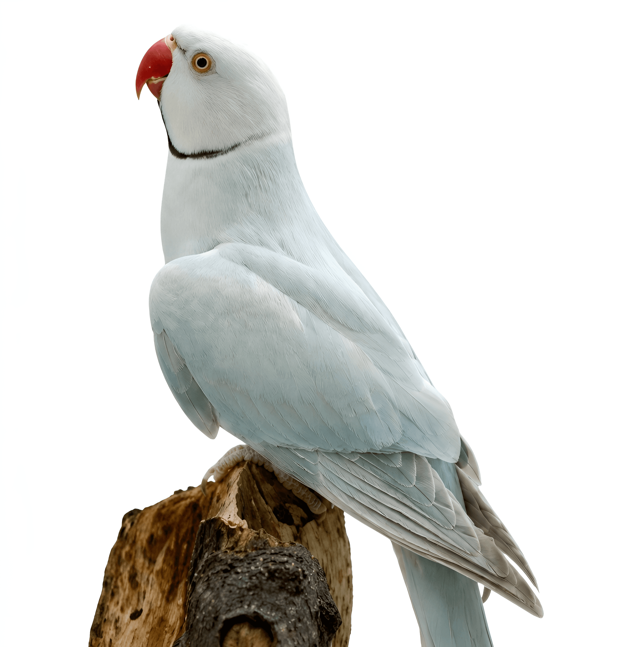 AI Image Enhancement for White Parrot: A Case of Already Perfect Input